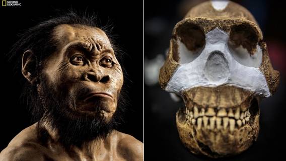 homo naledi