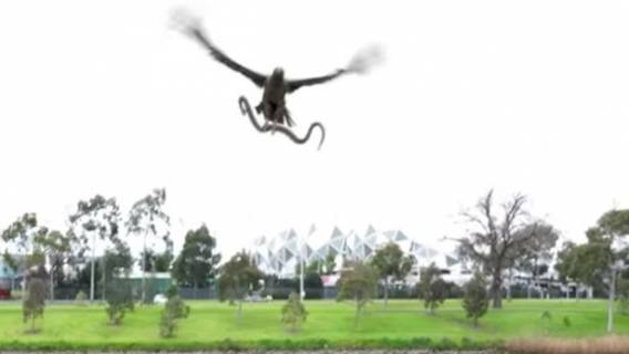 Family-having-a-peaceful-BBQ-shocked-as-hawk-drops-snake-onto-the-grill