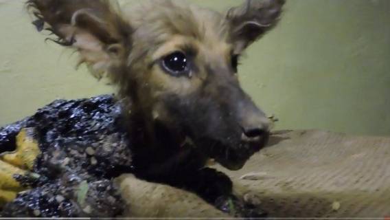 Wydawałoby się, że dla tego szczeniaczka sytuacja jest już beznadziejna. Ale potem.... Obserwuj, co się dzieje dalej (VIDEO)