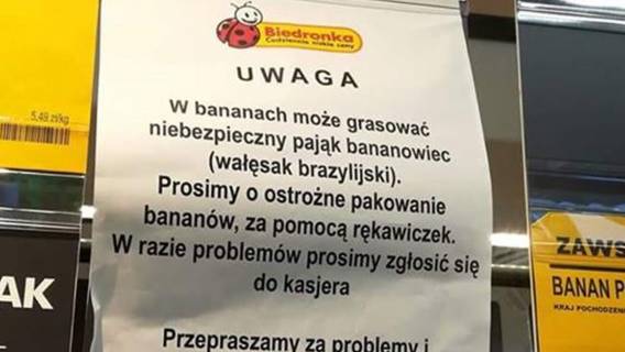 Pająk wywołujący erekcję w bananach? Biedronka się tłumaczy