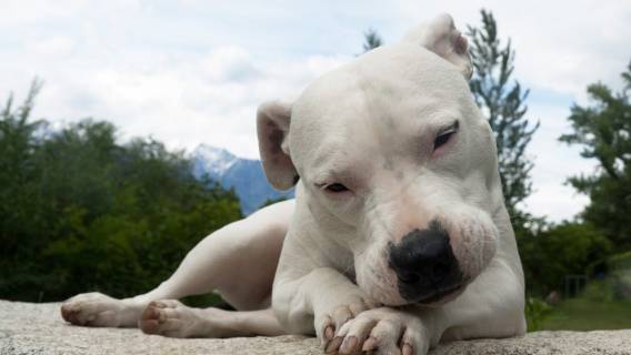 dog_argentynski (2)