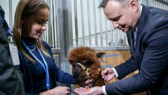 Duda robi sobie selfie z koniem i modli się do mięsa. Znacie drugiego takiego Prezydenta?