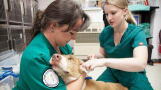 Ile zarabia weterynarz w Polsce