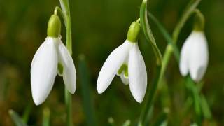 Jakie kwiaty sadzić na wiosnę w ogrodzie i na balkonie