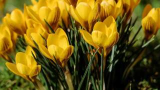 Pierwszy dzień wiosny tradycje