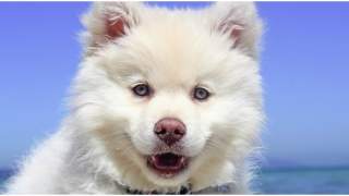 Czemu pies się trzęsie?