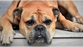 Czy pies może jeść czosnek