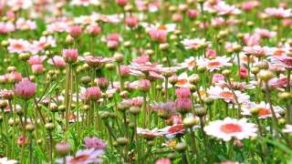 Życzenia na pierwszy dzień wiosny - jakie?