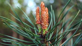 Nalewka sosnowa, jakie pędy zbierać