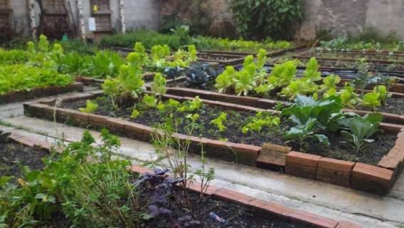 Ogródek warzywny projekt i plan działania
