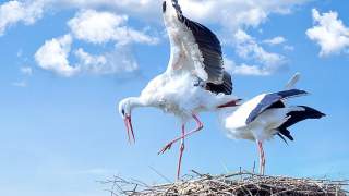 Dzień Bociana Białego 2019 - kiedy?