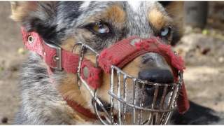 Czy pies musi mieć kaganiec