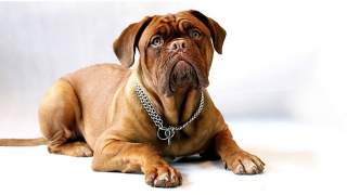 dlaczego pies piszczy