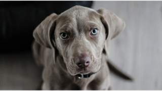 Kiedy pies jest dorosły?