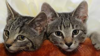 Koci behawiorysta - zdjęcia