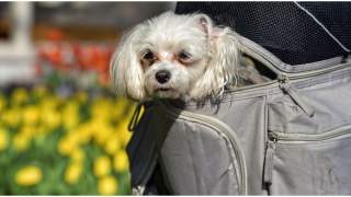 Malutkie pieski, które nie rosną