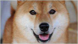 piesel jaka to rasa shibu