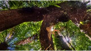 Czy Cristiano Ronaldo ma żonę