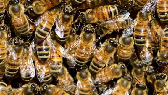 Użądlenie pszczoły - kiedy do lekarza?
