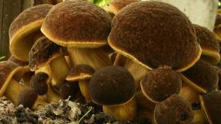 Grzyby jadalne - zdjęcia