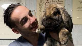 Pies, jak dbać latem o zwierzęta