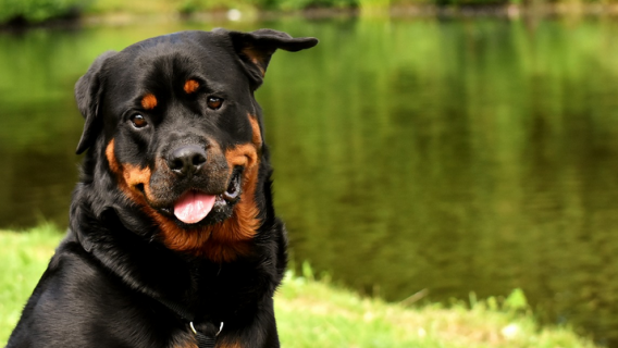 Pies zapłodnił rottweilera.