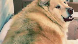 Placki ziemniaczane idealnie chrupkie