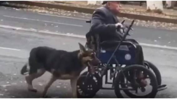 Niepełnosprawność bez tego psa byłaby trudniejsza.