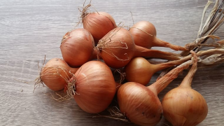 Cebula przechowywanie