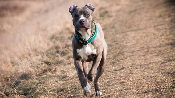 Amstaff tragiczny spacer