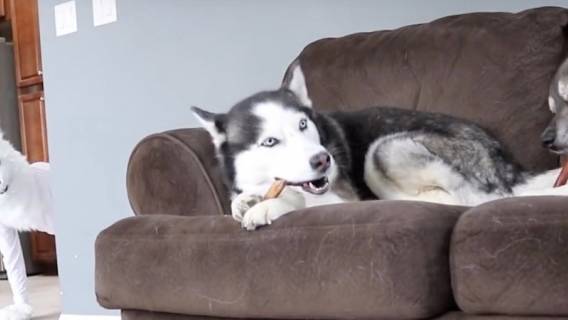 Husky nie spodziewały tego co je spotkało