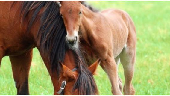 Konik przytula się do mamy