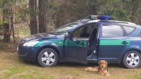 Pies dołączył do patrolu Straży Granicznej