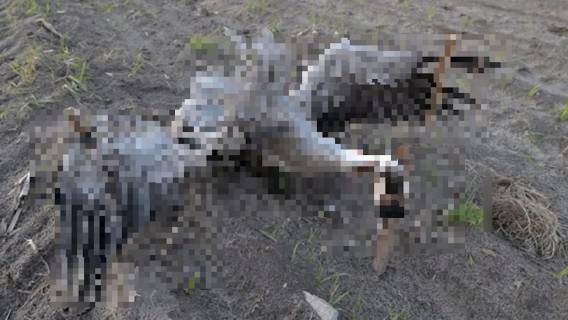 Ptaka spotkał tragiczny los