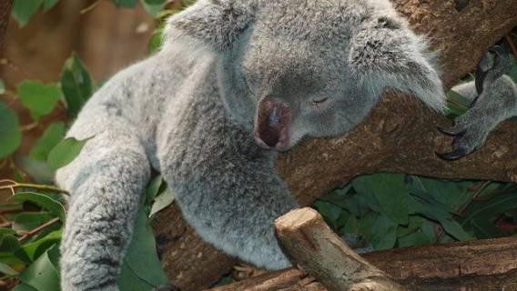 Senność po posiłku, koala
