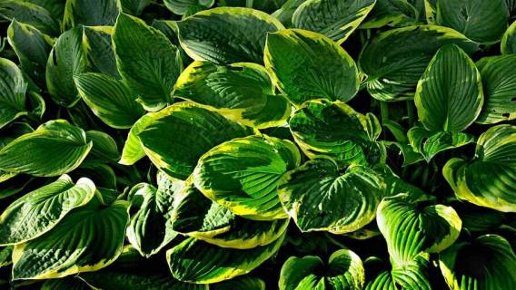 Kwiaty do ogrodu Hosta