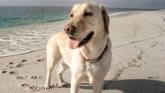 Ten labrador zachwycił swoim zachowaniem wszystkich internautów