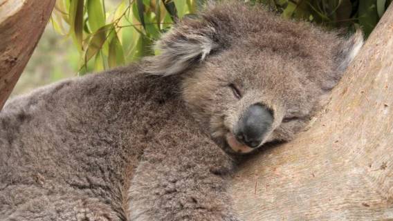Dobranoc życzy koala