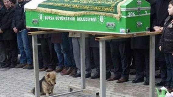 pies pogrzeb cmentarz