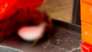 Mama znalazła pająka