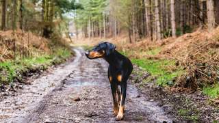 piesek na spacerze beszbejoza