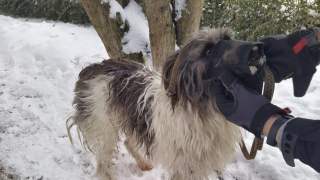 Pies miał pętle z gumy na pysku