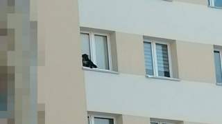 pies został wystawiony za okno