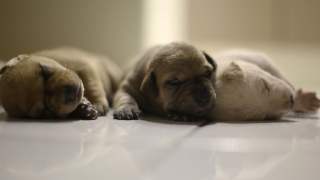 Szczeniaki zostały porzucone