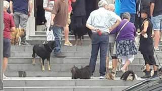 Psy na pogrzebie weterynarza