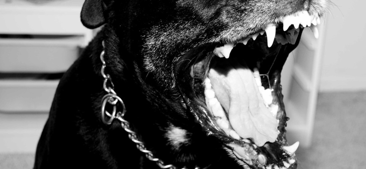 Psy w typie rottweilera niemal rozszarpały emerytkę. Właściciel zwierząt nawet nie wezwał pomocy