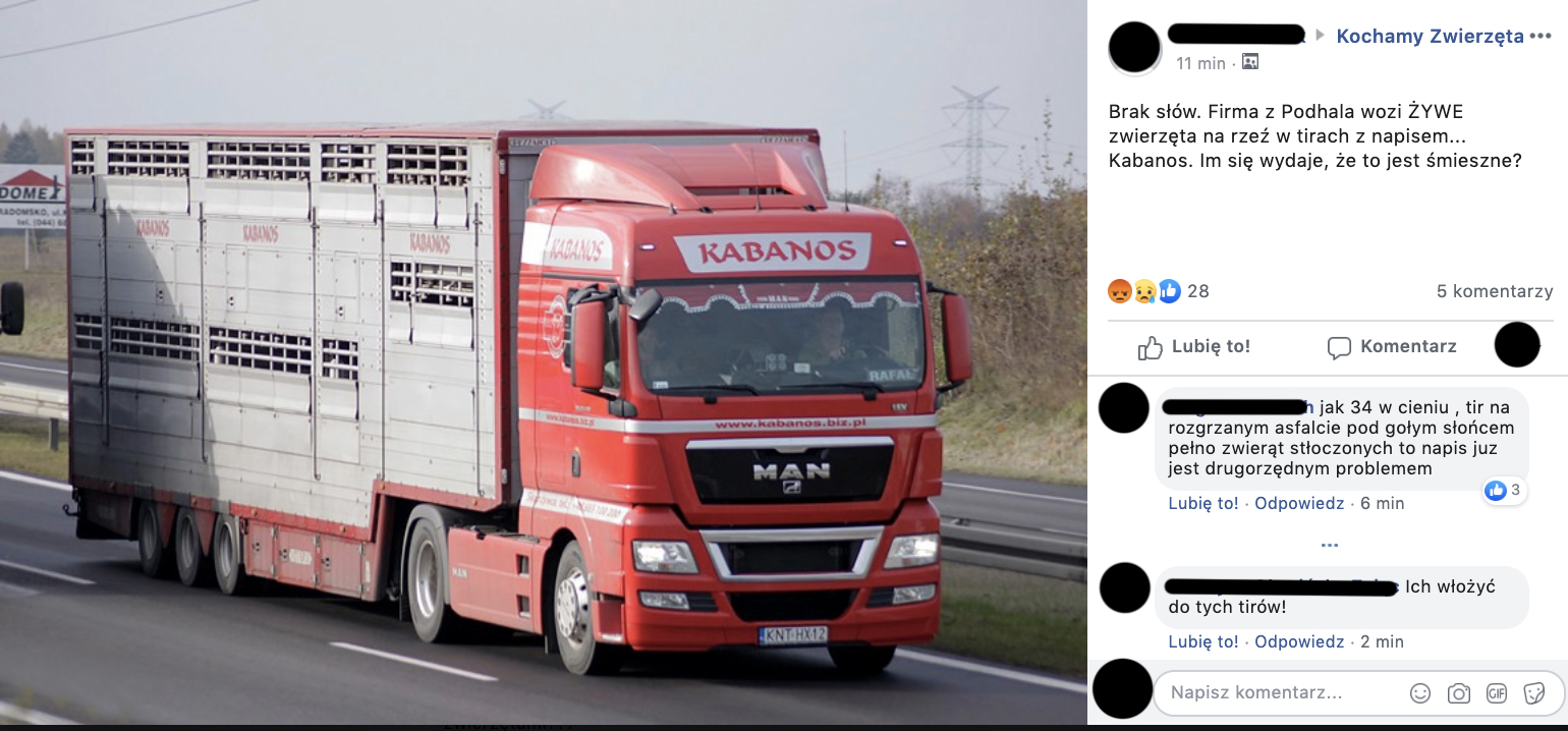 To jakiś ponury dowcip? Firma z Podhala wozi ŻYWE zwierzęta na rzeź w ciężarówkach z napisem "Kabanos"