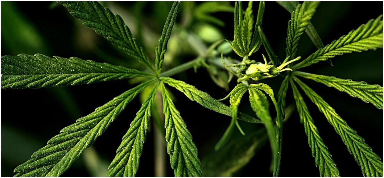 Po legalizacji marihuany w USA, spadły obroty dilerów. "Ludzie szybko porzucili niebezpieczny czarny rynek"