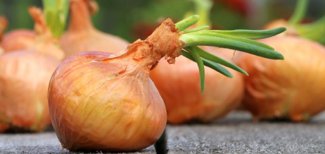 Dieta cebulowa została dawno zapomniana. Niesłusznie, bo przynosi piorunujące efekty