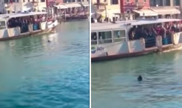 Wenecja: Setki ludzi na luzie patrzyły na śmierć imigranta, nikt nie chciał pomóc (VIDEO)